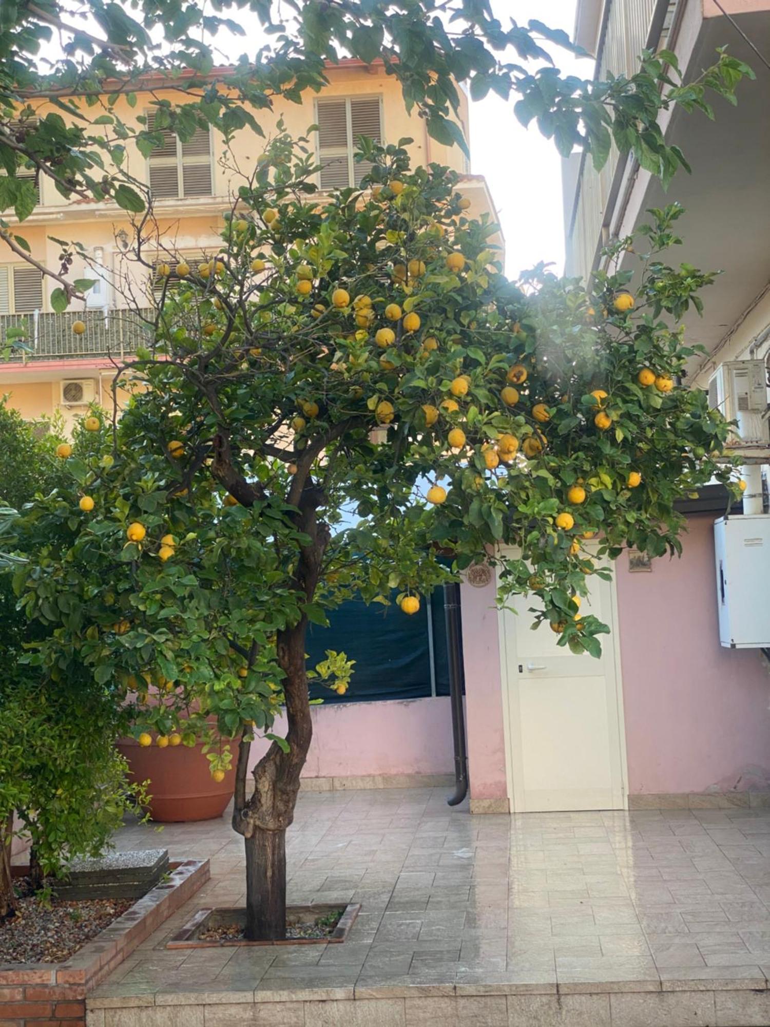 Вилла L'Albero Di Limoni Sul Mare Di Pizzo Экстерьер фото