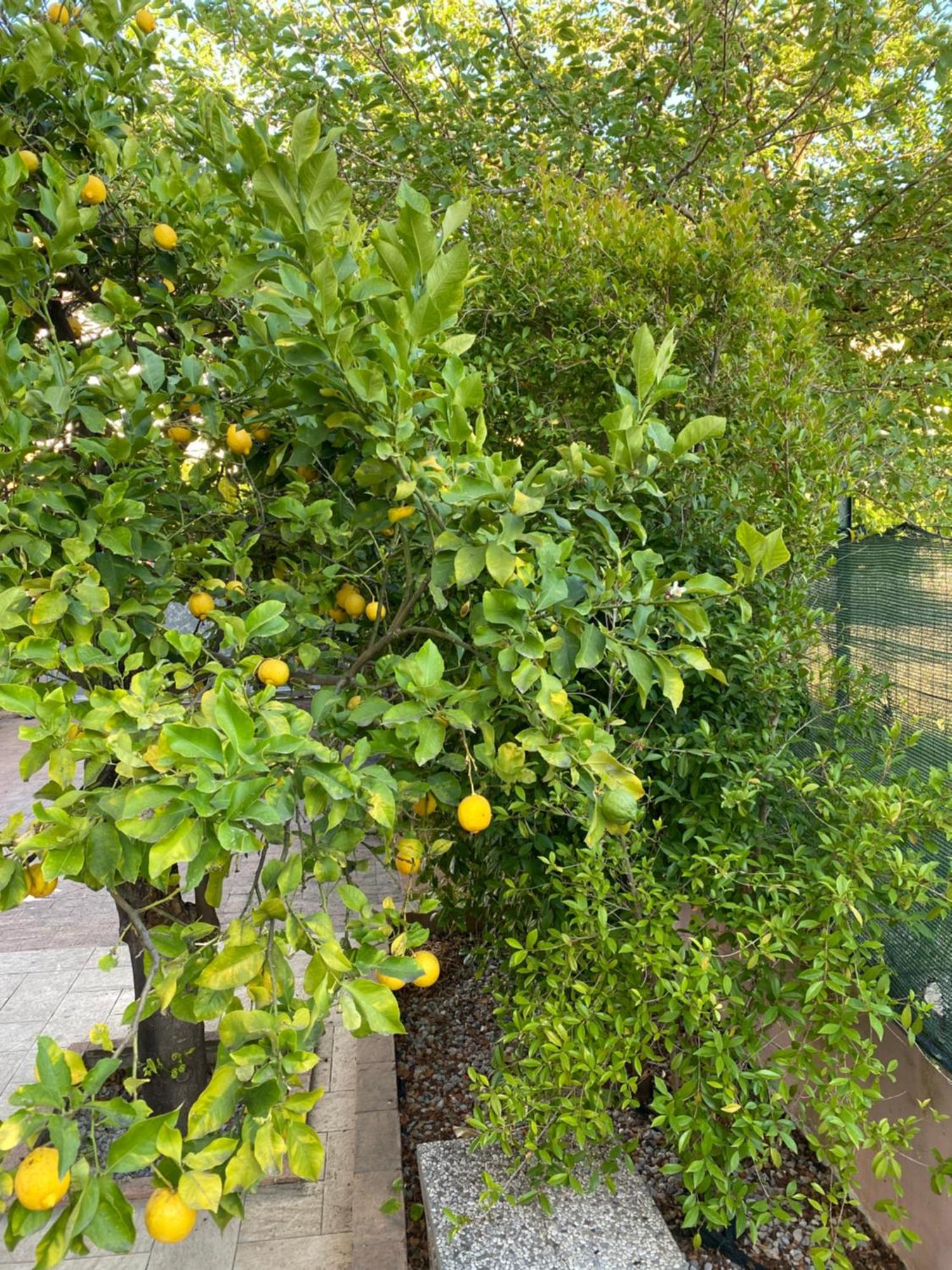 Вилла L'Albero Di Limoni Sul Mare Di Pizzo Экстерьер фото